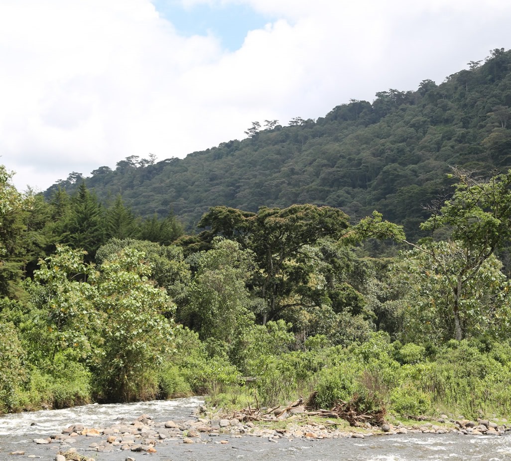  Kenya Forest Service